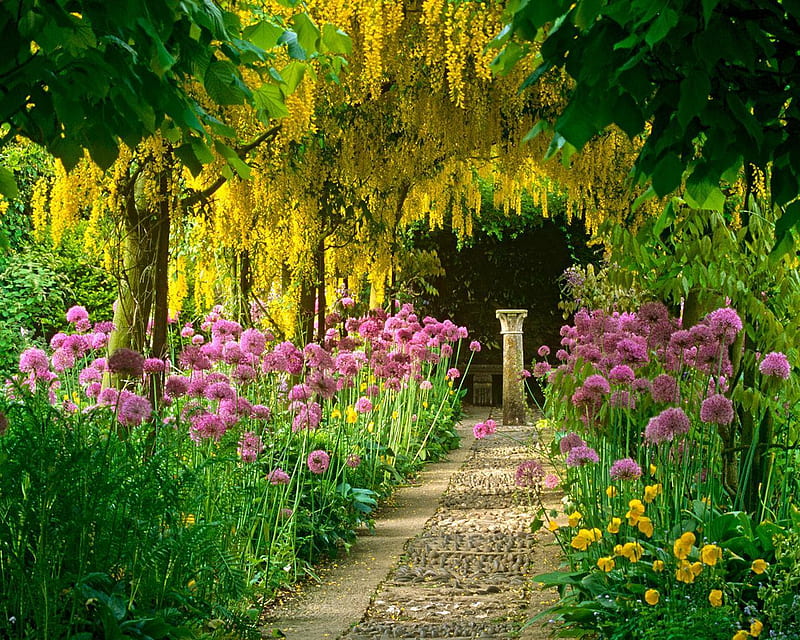 Laburnum Tree Blooming Garden Located South and Central Europe, yellow, trees, europe, leaves, purple, stone, laburnum, flowers, path, garden, nature, HD wallpaper