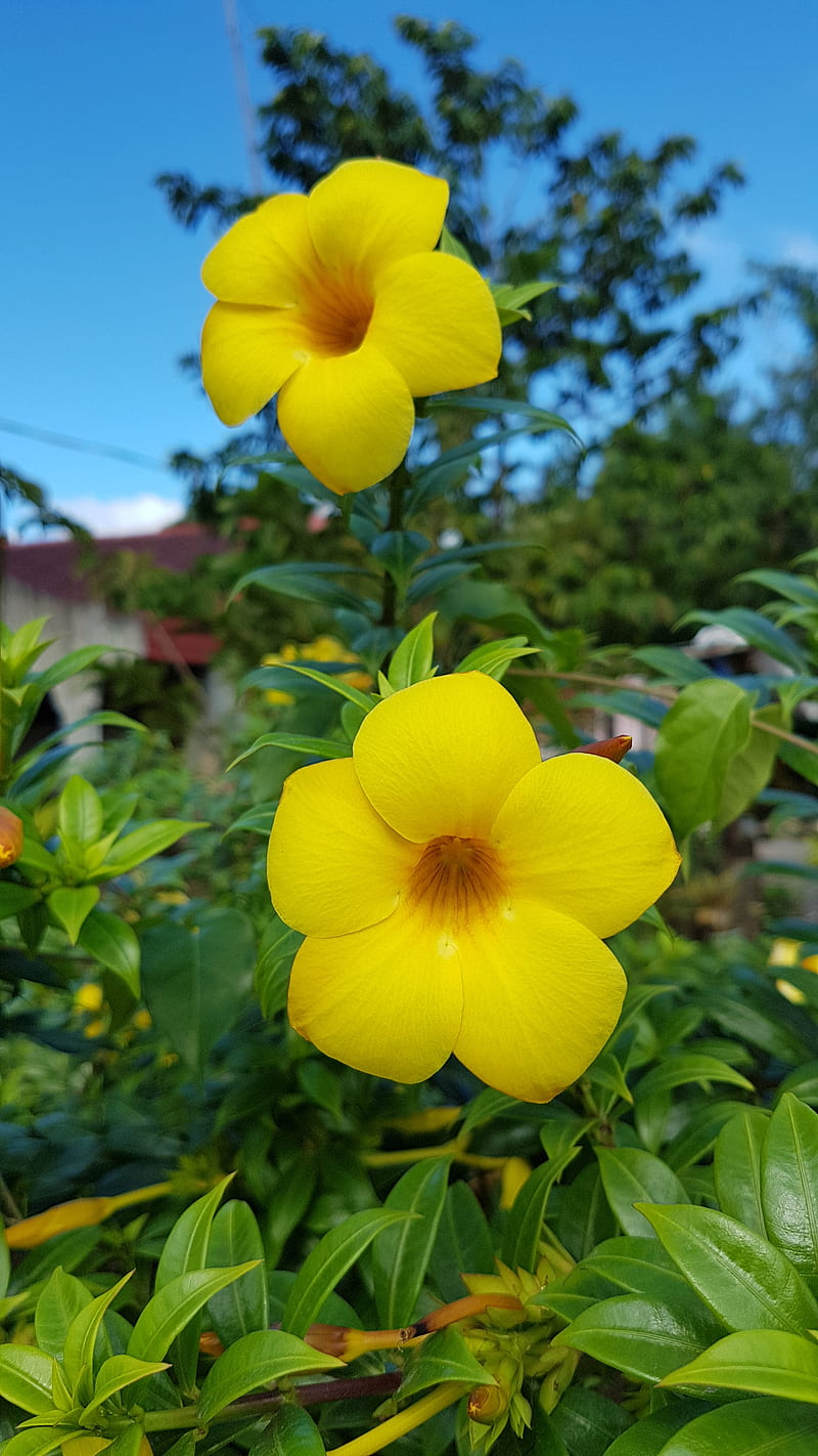 Yellow Flower, dhalia, philippines, HD phone wallpaper