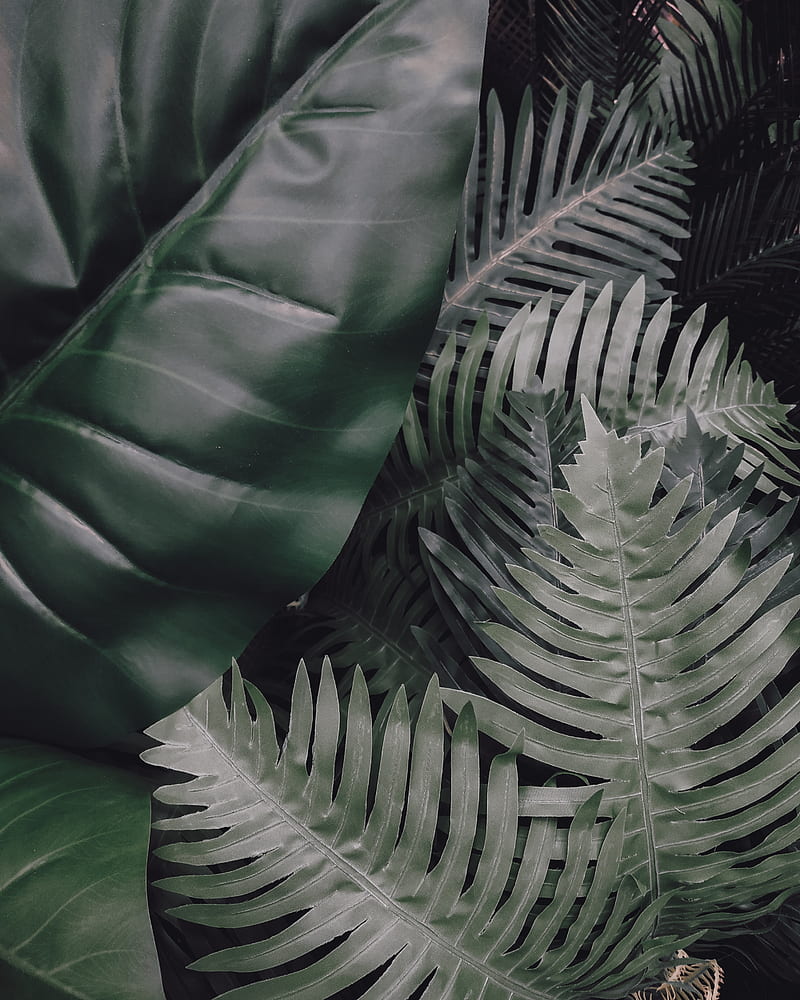 leaves, green, plants, tropical, HD phone wallpaper