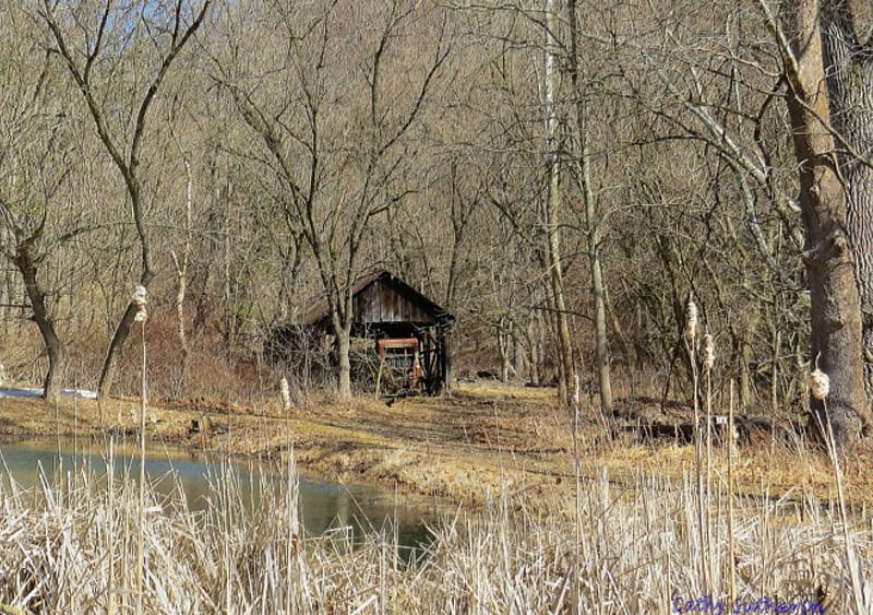 Back Country Pond, cattails, grass, spring, shed, country, West Virginia, barn, pond, nature, field, wood, HD wallpaper