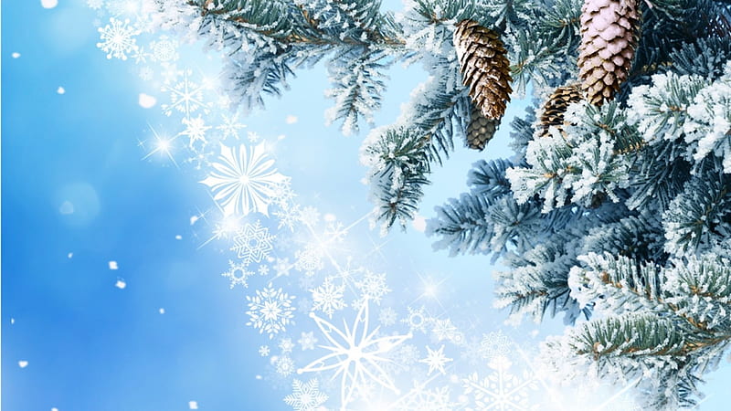 First Winter Snowfall, cones, abstract, sky, winter, tree, snow, snowflakes, fir, spruce, HD wallpaper