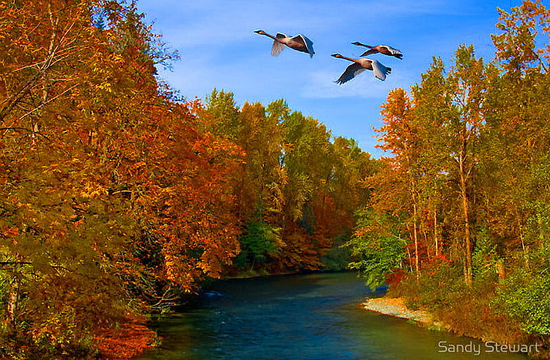 Geese Flying from outlet a Lake, with Autumn Trees