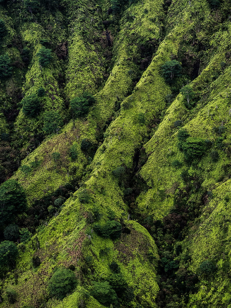 trees, hill, mountains, hills, landscape, HD phone wallpaper