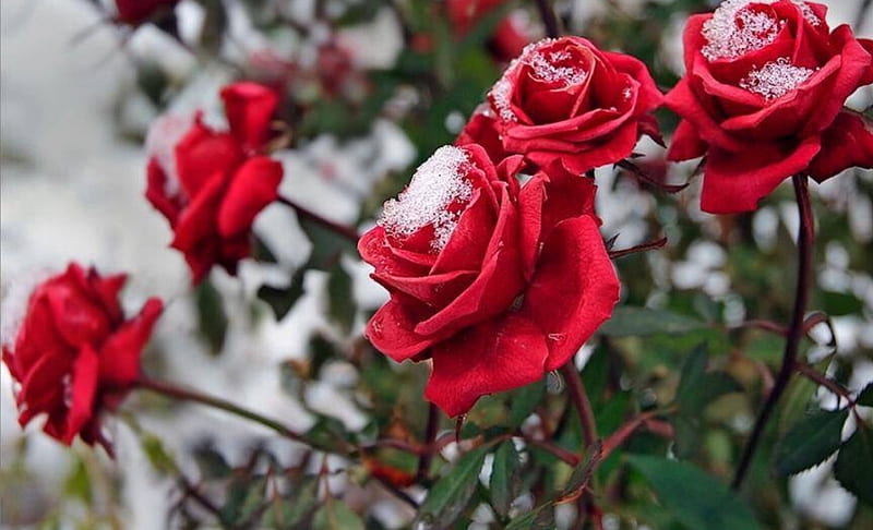 Frozen rose, Red, bonito, roses, frozen, frost, HD wallpaper