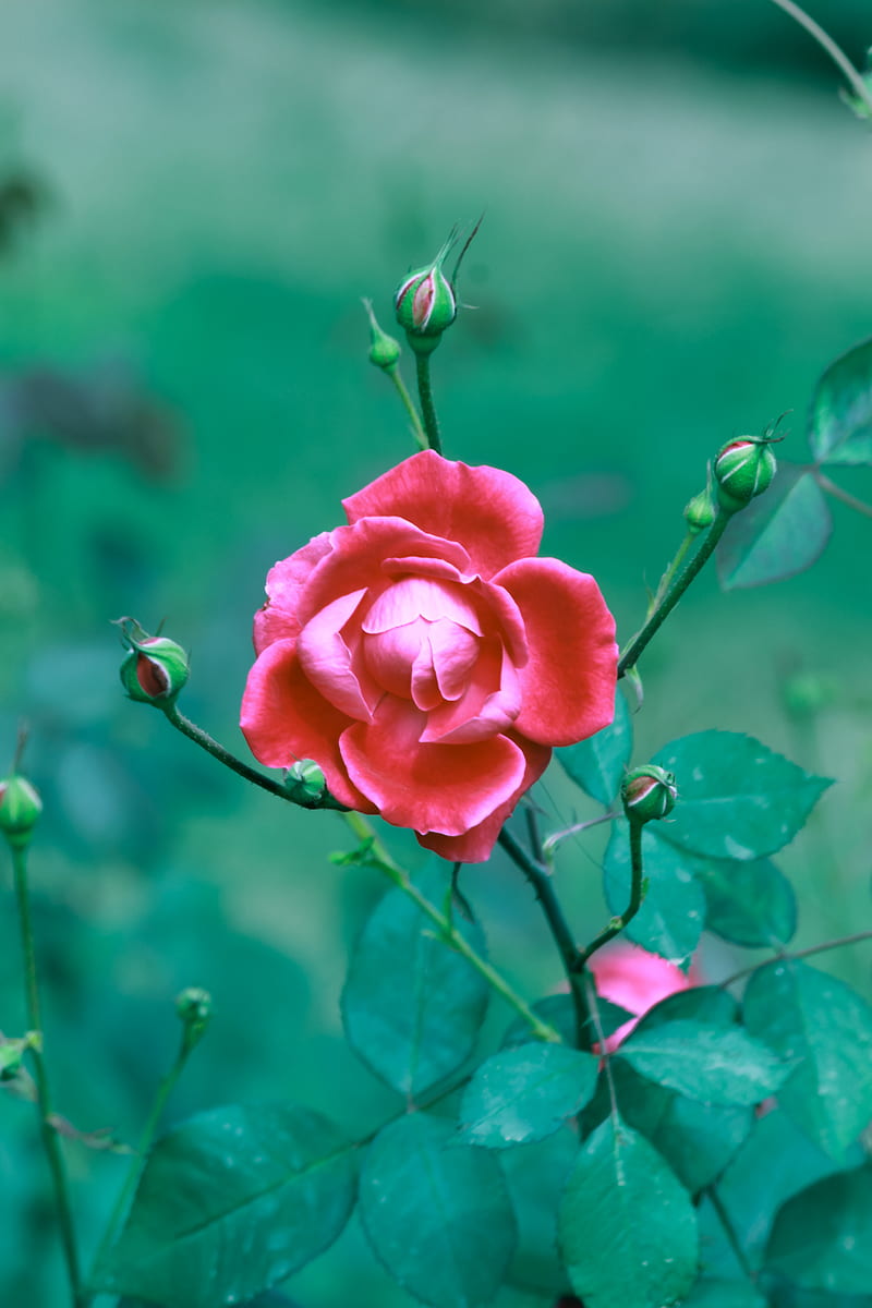 Pink Rose in Bloom, HD phone wallpaper