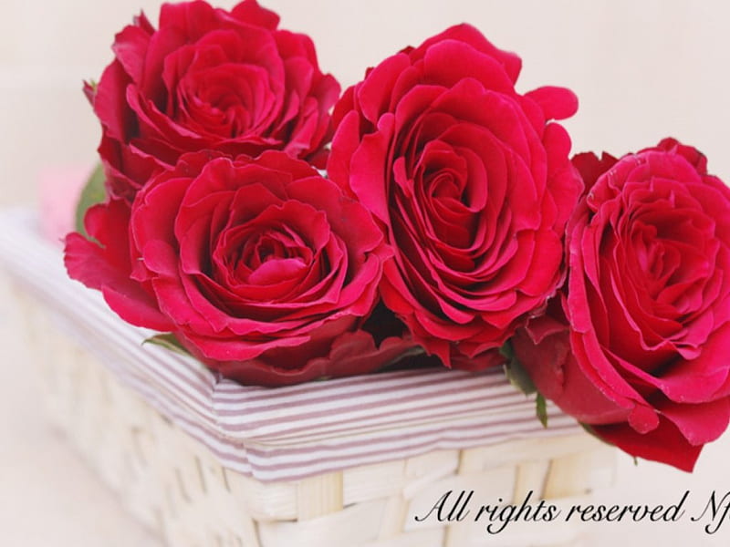All right reserved, red, reserved, right, three, my love, box, bonito, roses, all, for you, HD wallpaper