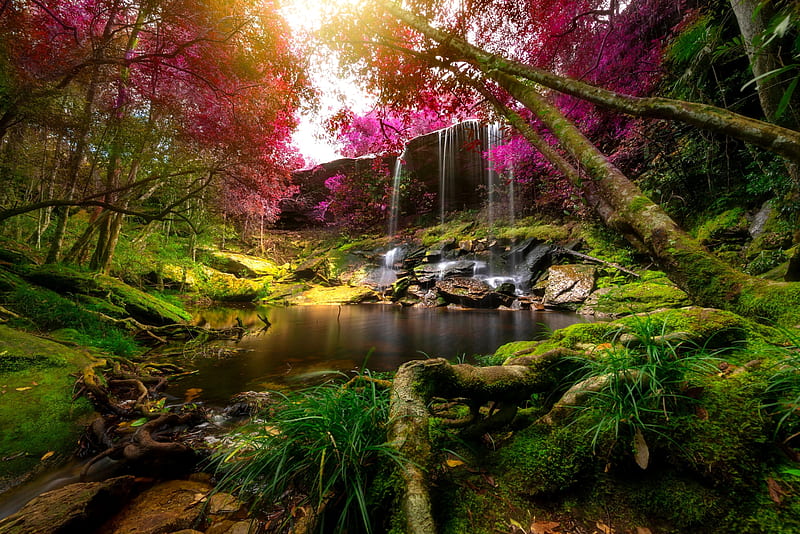 Waterfall in forest, beautiful, rocks, forest, trees, waterfall, plands, HD wallpaper
