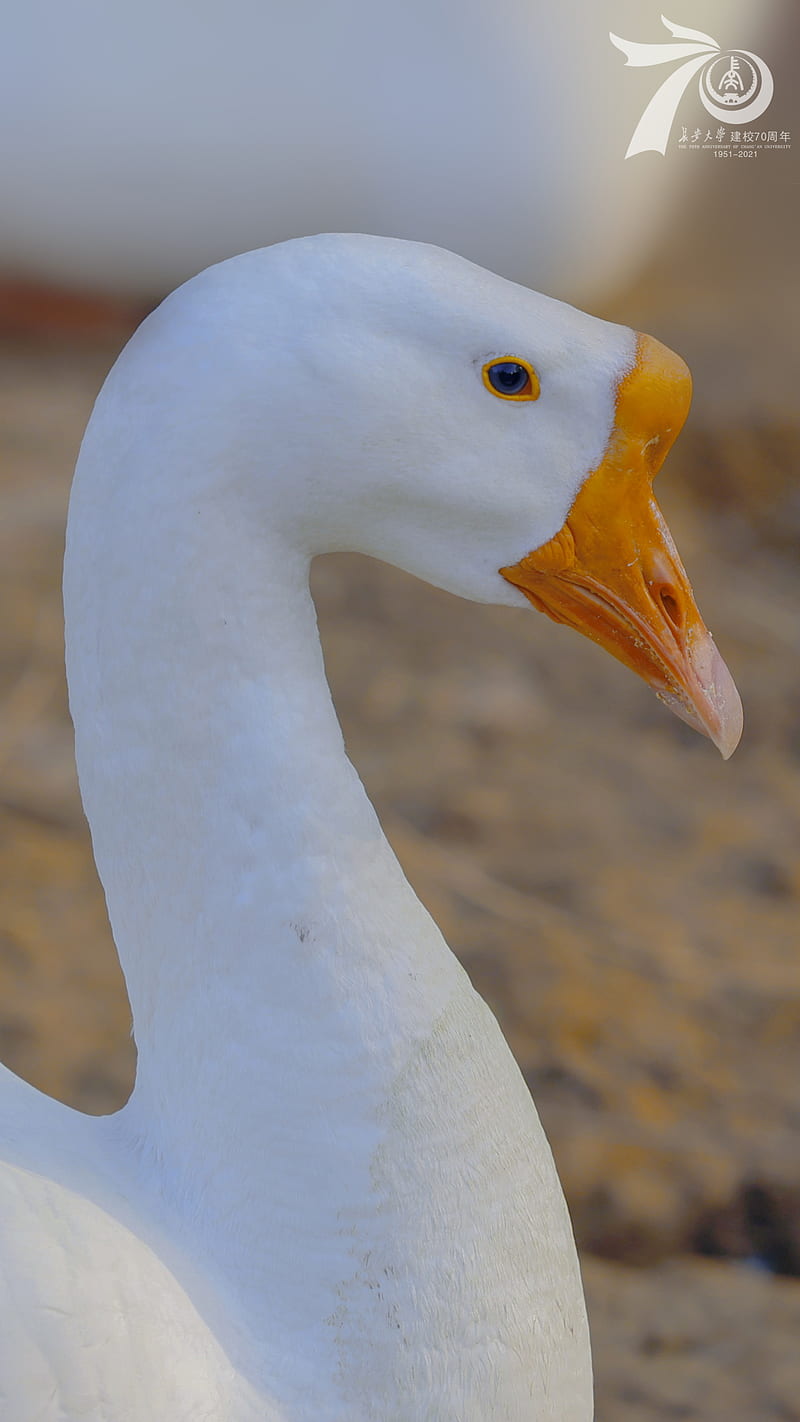 animals, nature, goose, HD phone wallpaper