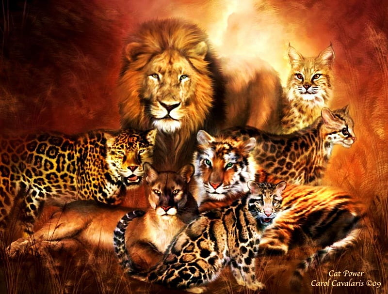 Cat Power, leopard, predators, cougar, tiger, lion, HD wallpaper