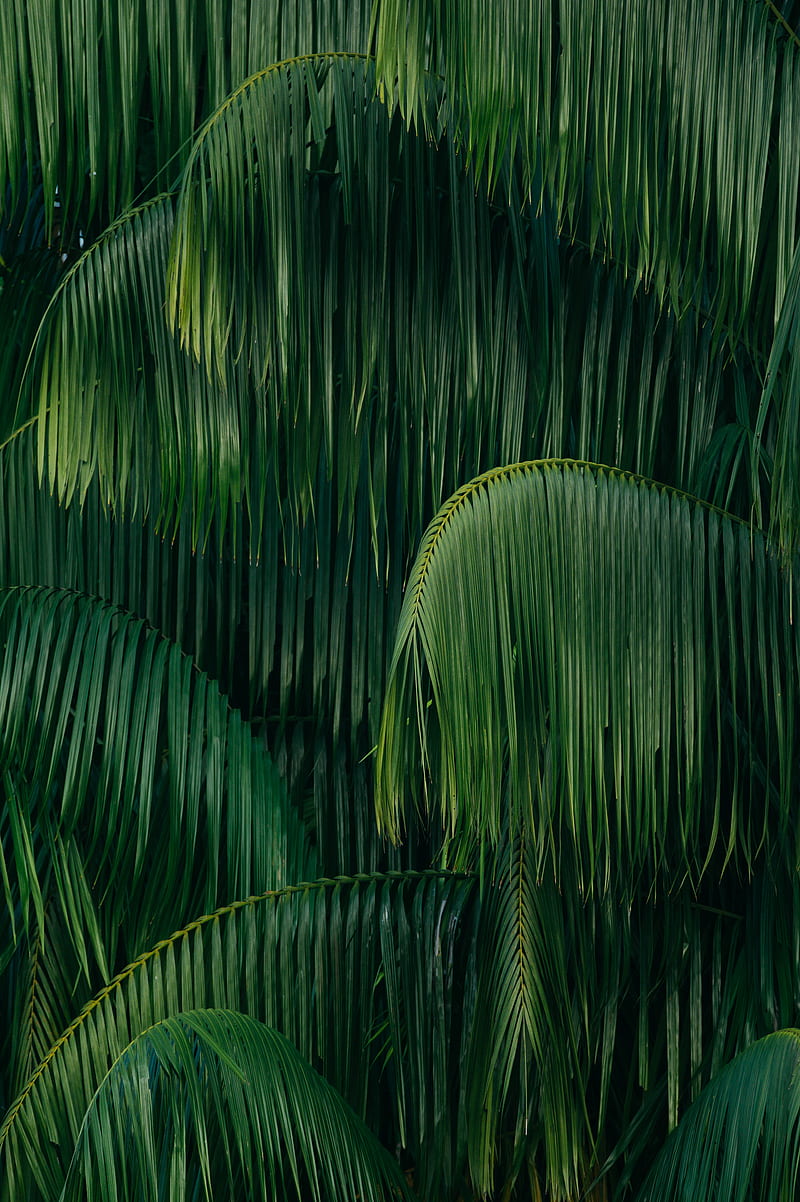 Palm, leaves, green, dark, HD phone wallpaper