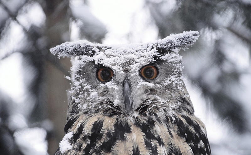 *** Owl sprinkled with snow ***, zwierzeta, sowa, snieg, ptaki, HD wallpaper
