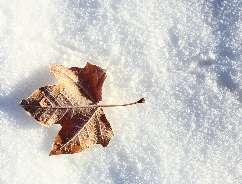 Autumn memory, autumn, snow, white, winter, leaf, HD wallpaper | Peakpx