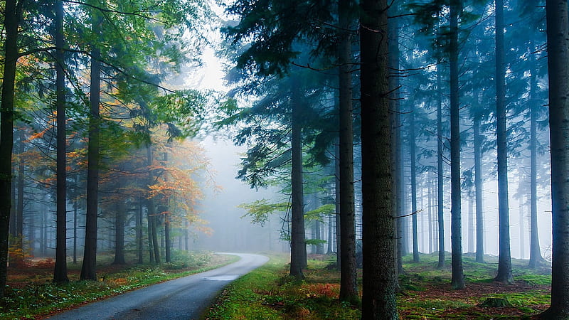 Path Between Long Green Leafed Trees With Mist In Forest Nature, HD wallpaper