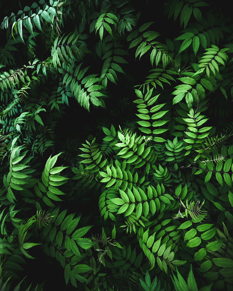 close up of green fern plant, HD phone wallpaper