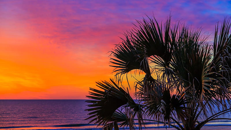 Closeup View Of Palm Trees And Ocean In Dark Orange Purple Clouds Sky Background Nature, HD wallpaper