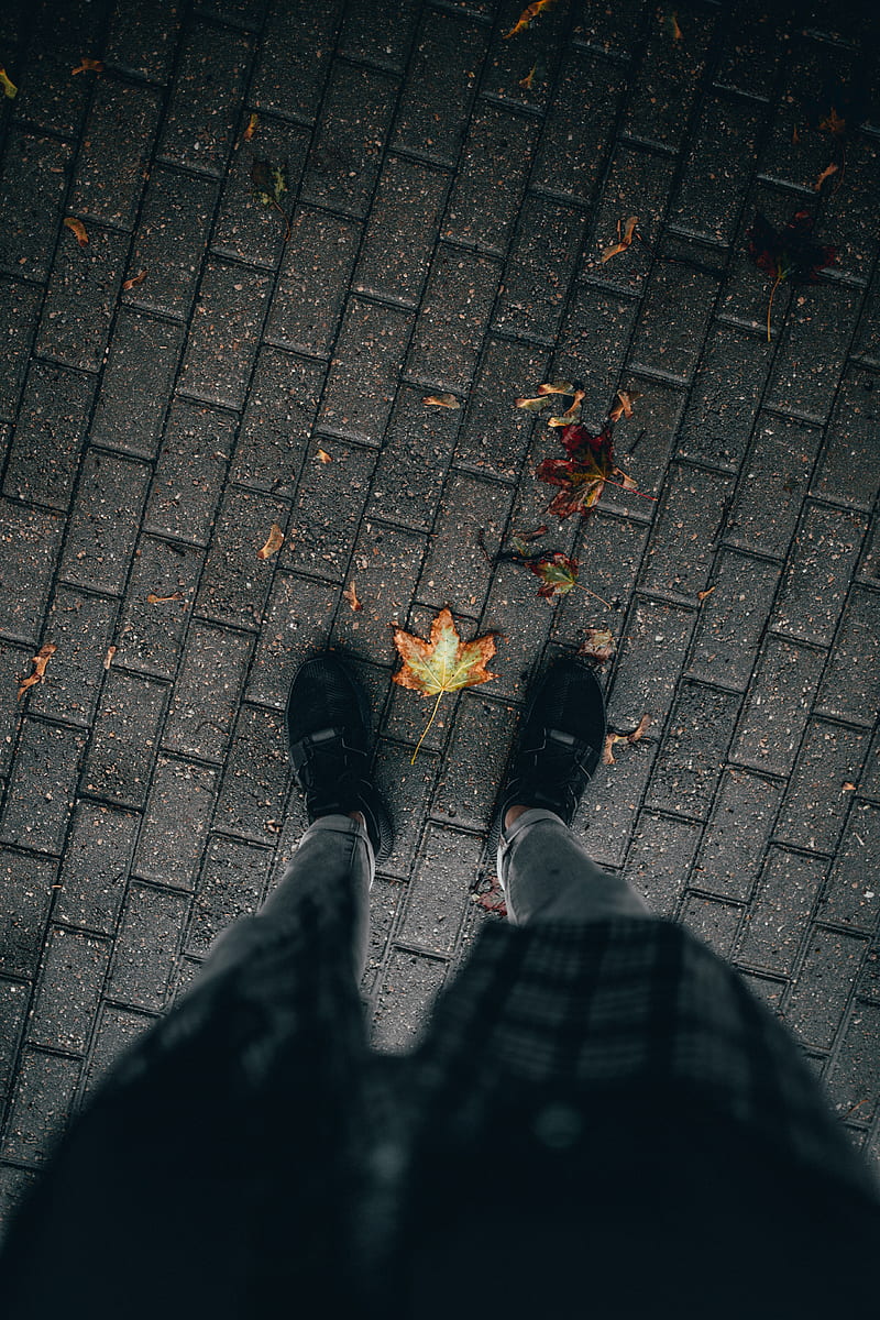 legs, paving stones, leaves, dry, autumn, HD phone wallpaper
