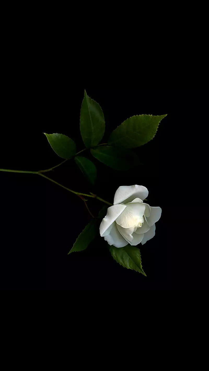 White rose, leaves, love, rose, white, HD phone wallpaper