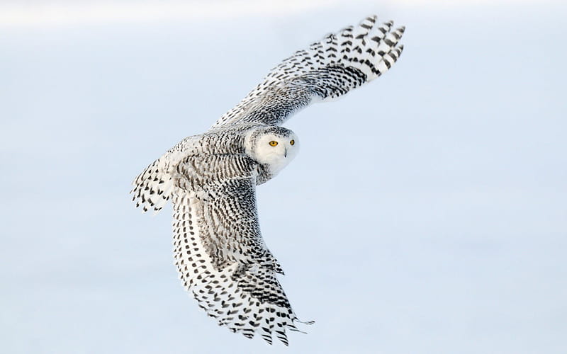 Snowy Owl-Animal World Series, HD wallpaper