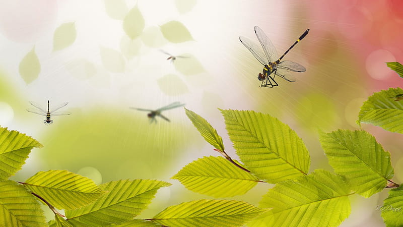 Dragonflies and Green Leaves Abstract, fall, autumn, fresh, soft, spring, tree, leaves, dragonflies, summer, HD wallpaper
