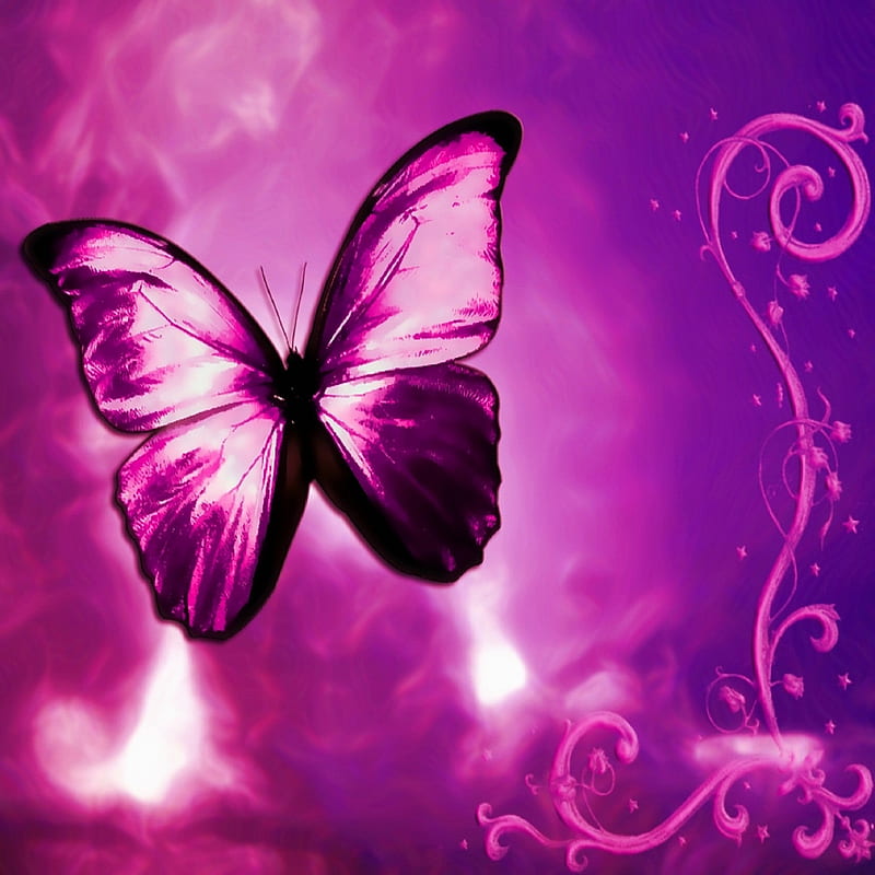 Butterfly, purple, HD phone wallpaper | Peakpx