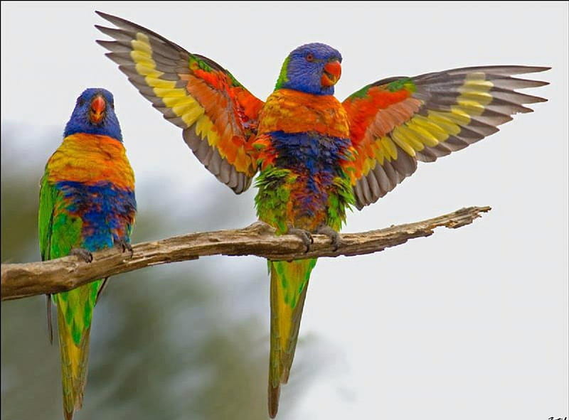 Time to Fly!, colorful, fly, birds, parrots, animals, HD wallpaper