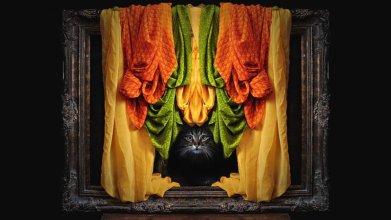 Portrait of a cat, colorful, green, orane, scarf, yellow, cat, pisici, portrait, black, HD wallpaper