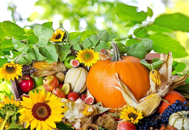 *** That is only in the fall ...***, owoce, warzywa, martwa, jesien, nature, HD wallpaper