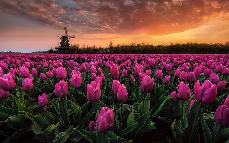 tulip field, evening, sunset, pink tulips, mill, Netherlands, wild flowers, tulips, HD wallpaper