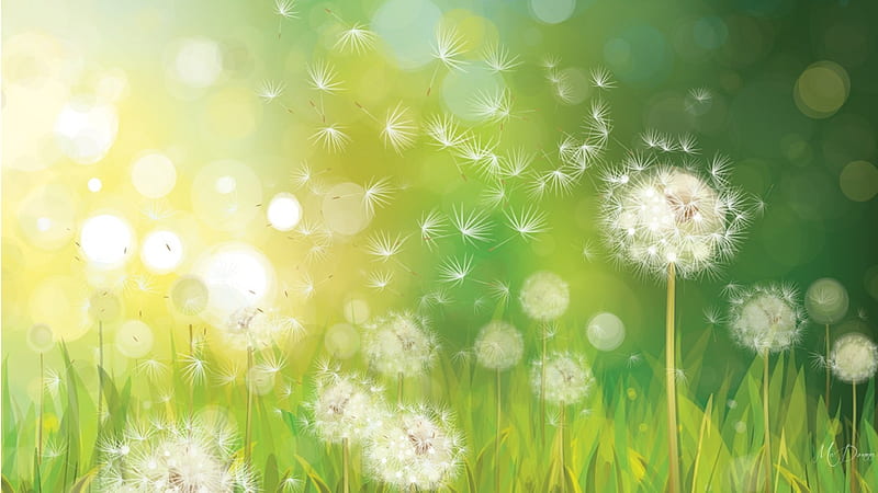 Dandelions in the Wind, fall, autumn, wind, sunlight, breeze, fuzzy, seeds, green, summer, flowers, weeds, HD wallpaper