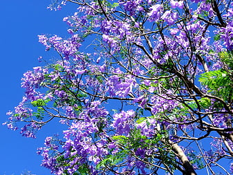 Jacaranda avenue, tree, nature, jacaranda, HD wallpaper | Peakpx