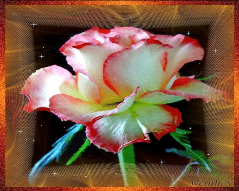 single rose, gold, rose, flower, framed, white, pink, HD wallpaper