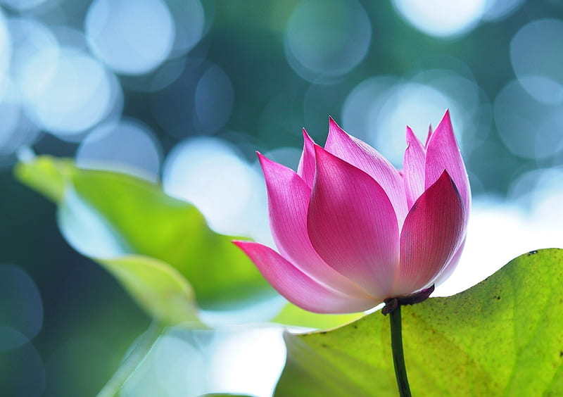 Lotus, aditya, best, nature, pink, tulips, HD wallpaper