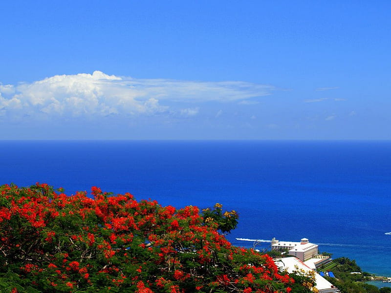Ocean view from Paradise Point, point, flowers, paradise, view, HD wallpaper