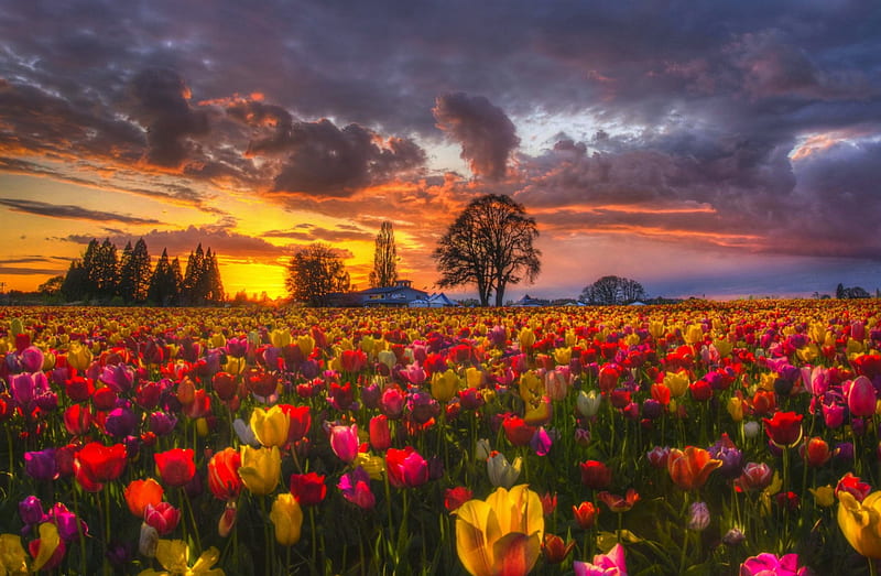 Tulip Skies, bonito, sunset, trees, sky, clouds, farm, flowers, tulips, field, HD wallpaper