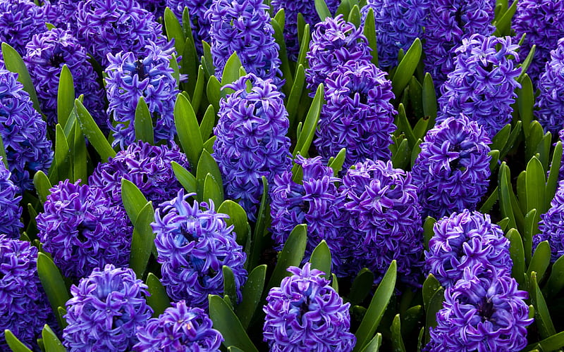 hyacinths, spring violet flowers, wildflowers, spring, HD wallpaper
