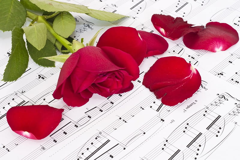 Roses song *, red, song, music, love, heart, melody, roses, HD wallpaper |  Peakpx