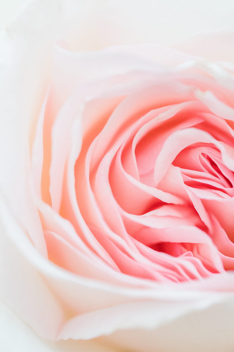 rose, pink, flower, petals, closeup, HD phone wallpaper