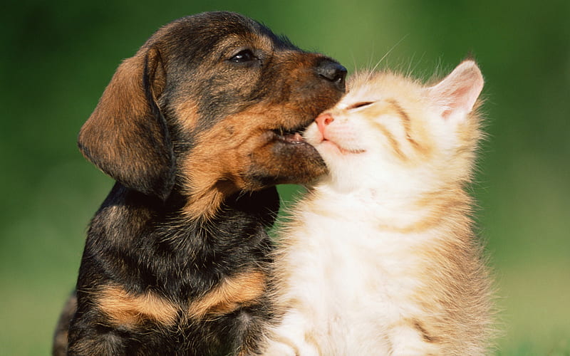 Dachshund, kitten, pets, dogs, puppy, brown dachshund, cute animals, Dachshund Dog, HD wallpaper