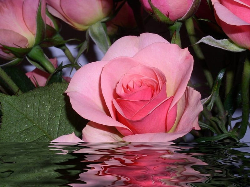 SUBMERGED ROSE, water, ripples, bouquets, flowers, reflections, roses, pink, HD wallpaper