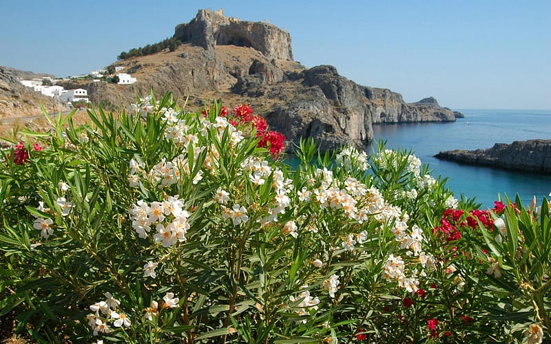 Flowery Shore, shore, flowers, nature, cliff, sea, HD wallpaper