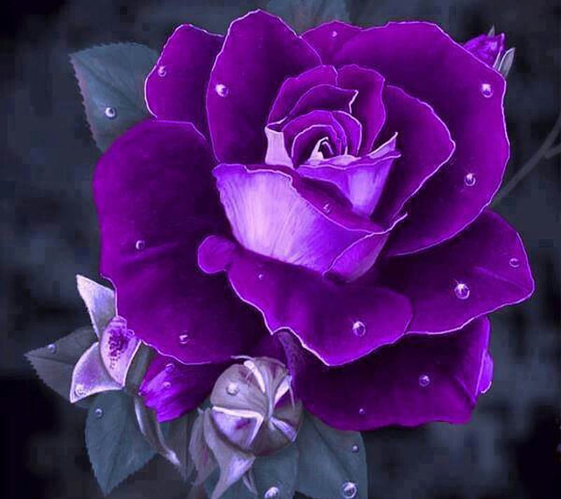 Purple Rose, flower, nature, HD wallpaper | Peakpx