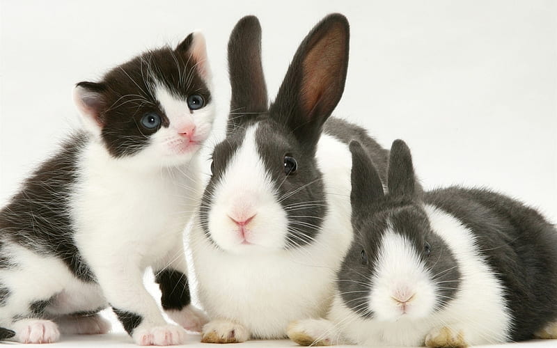 rabbits and kitten, friendship, cat, rabbit, pets, HD wallpaper