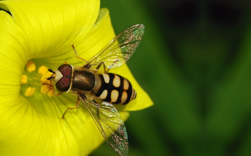 Hoverfly, flower, insect, pollen, HD wallpaper