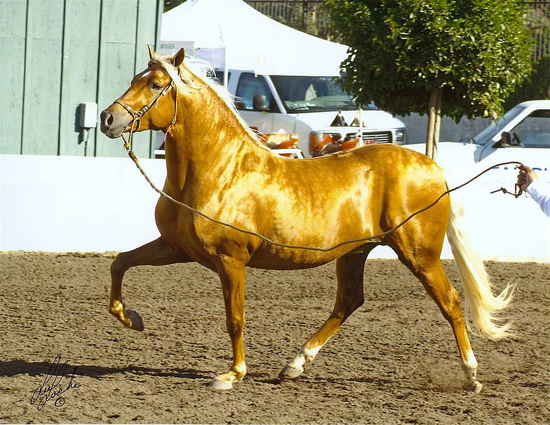 Tinseltown Rock, equus, palomino, gold, horse, HD wallpaper