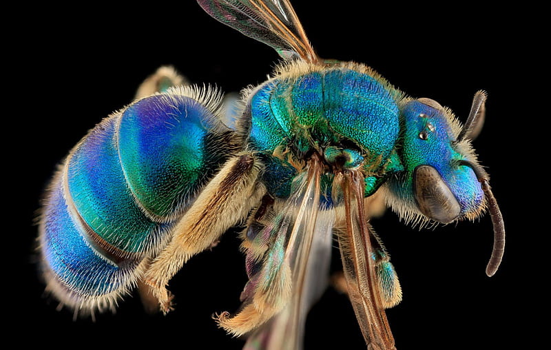 blue and green metallic bee, colors, national geographic, close up, radiant, HD wallpaper
