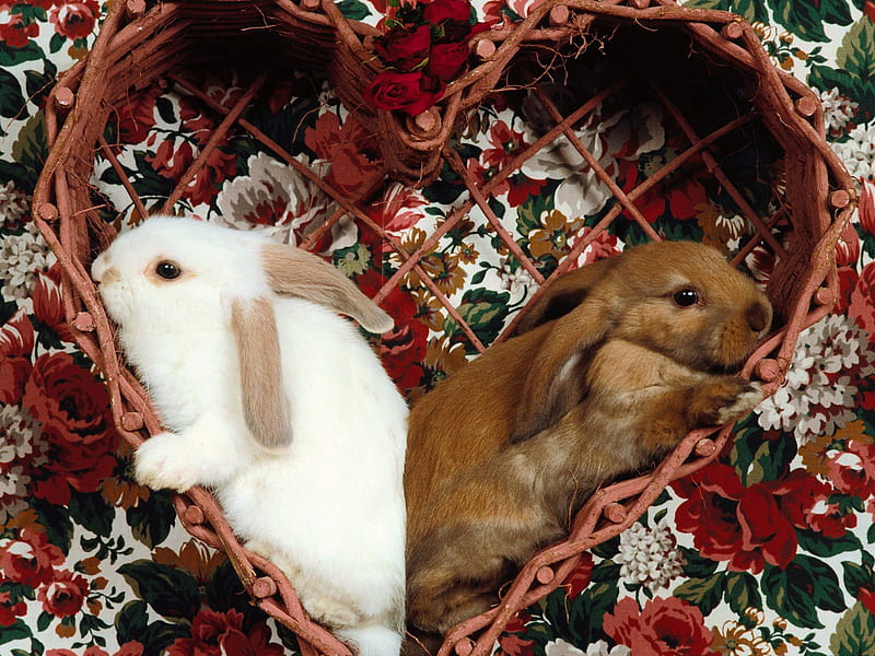 Two Cute Bunnies, pet, rabbit, heart, bunny, rodent, animal, HD wallpaper