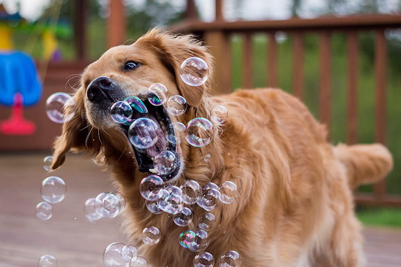 Blowing Bubbles, cute, labrador, animals, dogs, HD wallpaper