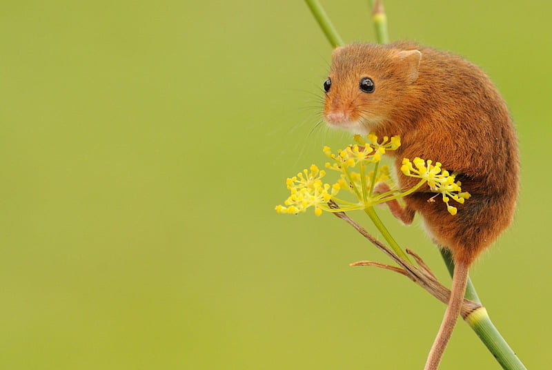 Mouse, cute, flower, summer, pars, yellow, rodent, animal, HD wallpaper