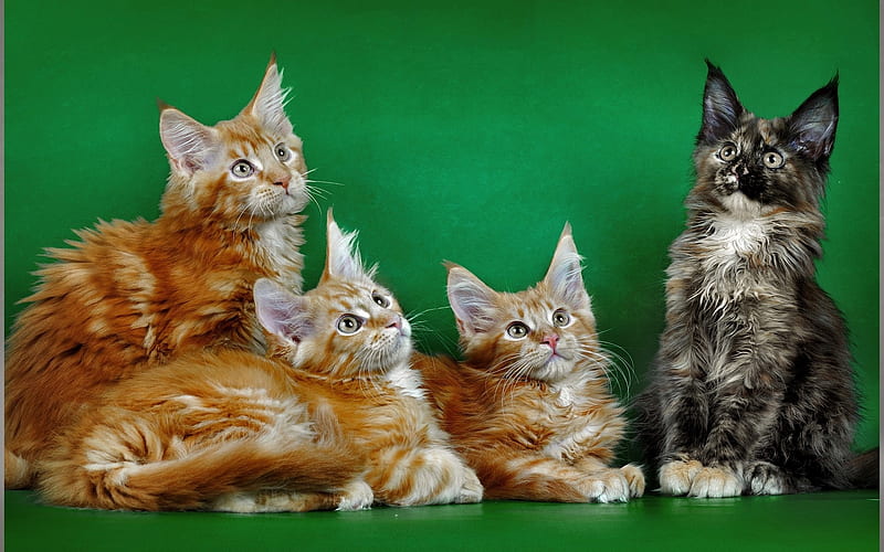 maine coon, domestic cats, quartet, red cat, black cat, American breeds of cats, HD wallpaper