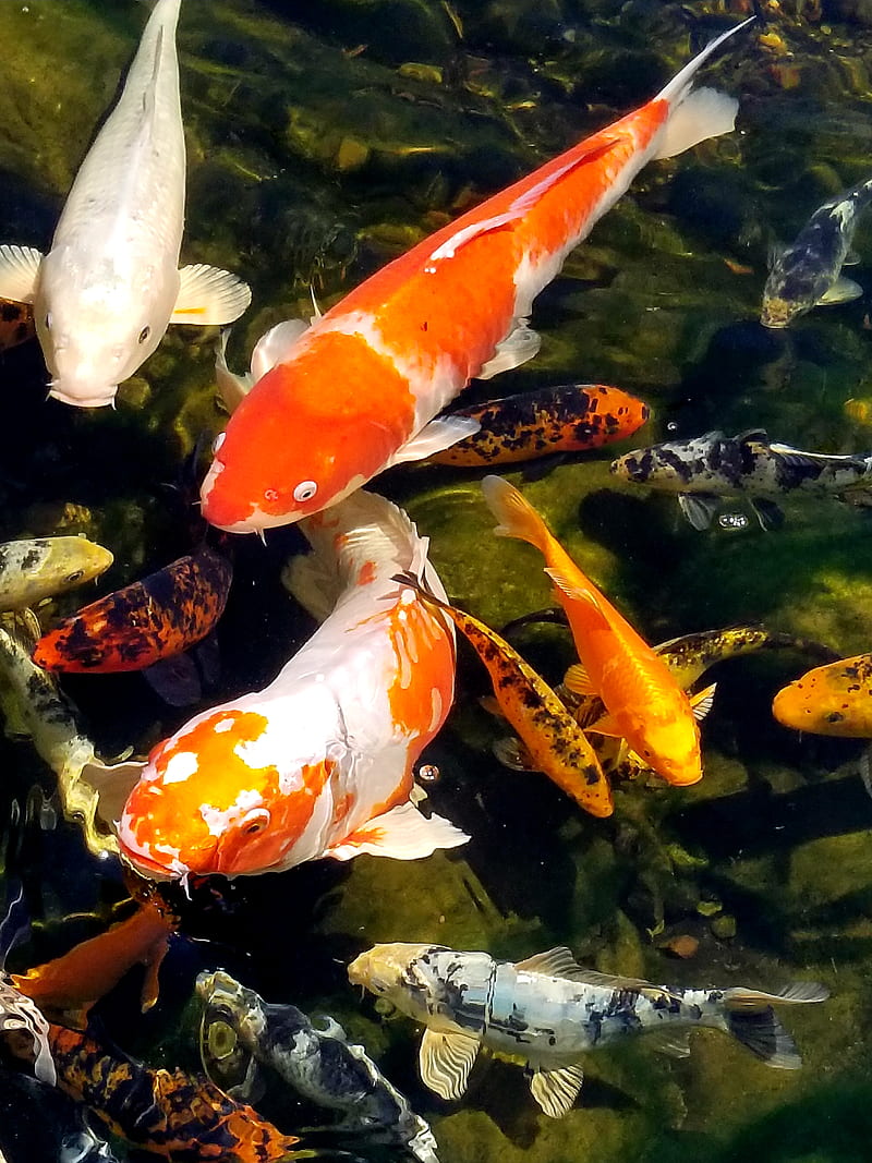 Koi, carp, fish, pond, HD phone wallpaper